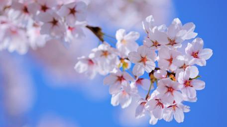Blossoming Spring Beauty in Blooming Twigs wallpaper