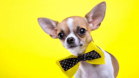 Bow Tie Chihuahua in Yellow Background wallpaper
