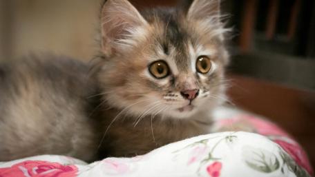 Adorable Kitten Relaxing on Floral Pillow wallpaper