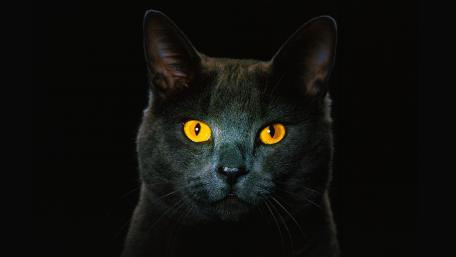 Mystical Gaze of a Black Cat wallpaper