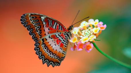 Colorful Butterfly on Vibrant Flower Petals wallpaper