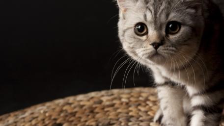 Curious Kitten on a Woven Mat wallpaper