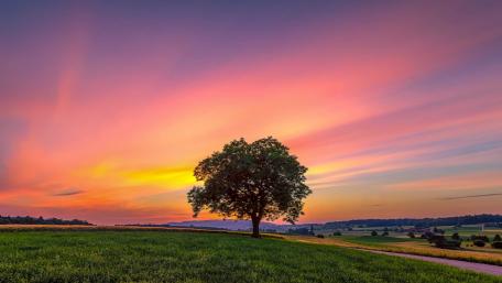 Serene Sunset with a Lone Tree in Pink Sky wallpaper