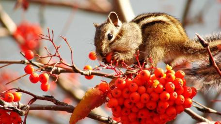 Vibrant Squirrel Amidst Berries in a Tree Scene wallpaper