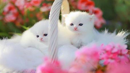 Cats wallpaper