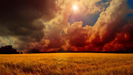 Golden Fields Under a Dramatic Sky wallpaper