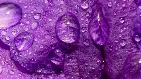 Flower Water wallpaper