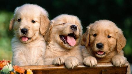 Three Playful Puppies Enjoying Sunshine wallpaper