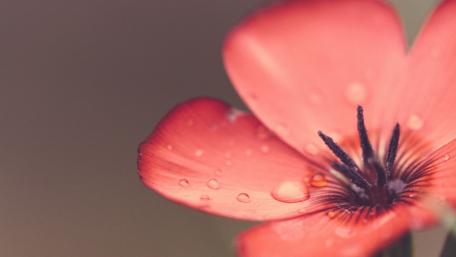 Vivid Red Poppy with Dewy Drops wallpaper