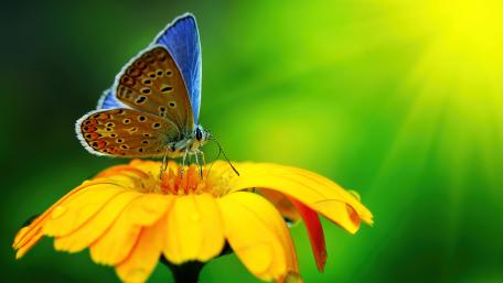 Delicate Butterfly on Vibrant Flower Scene in Nature wallpaper