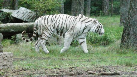 White tiger wallpaper