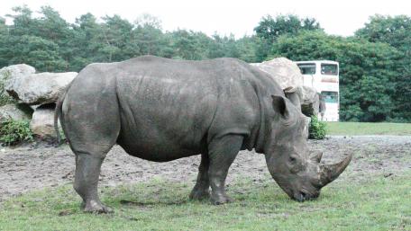 Rhinoceroses wallpaper