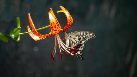 Graceful Butterfly on Vibrant Flower Petals wallpaper