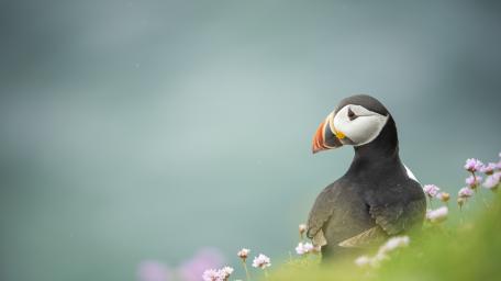 Colorful Atlantic Puffin in Blooming Wilderness Scene wallpaper