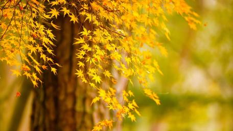 Golden Autumn Leaves in Natural Harmony wallpaper