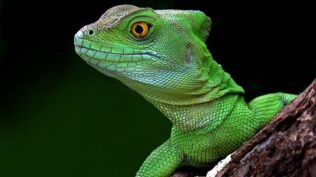 Vibrant Basilisk Lizard in Nature's Embrace wallpaper