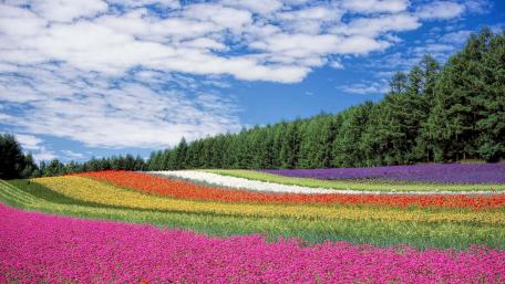 Vibrant Fields of Blossoms Under a Blue Sky wallpaper