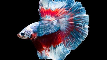 Vibrant Betta Fish in Striking Colors wallpaper