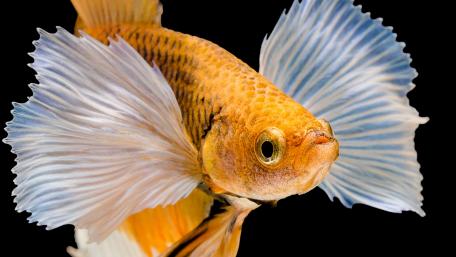 Golden Betta Fish with Flowing Fins Displaying Elegance and Beauty wallpaper
