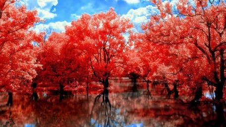 Crimson Forest Reflections wallpaper