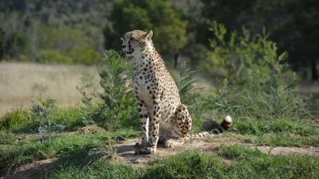 Majestic Cheetah in Nature's Embrace wallpaper