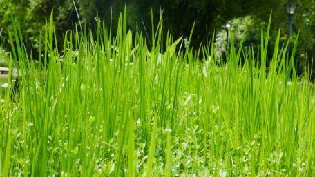 Lush Green Grass in Nature Scene wallpaper