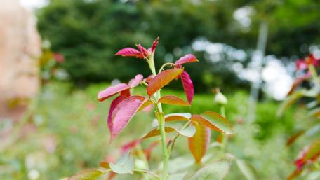 Vibrant Rose Buds in Nature's Embrace wallpaper