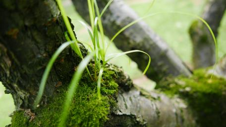 Vibrant Greenery on Tree Bark wallpaper