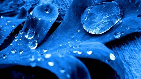 Blue Dewdrops on Delicate Leaves wallpaper