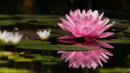 Serene Lotus Flower Reflection in Still Water wallpaper
