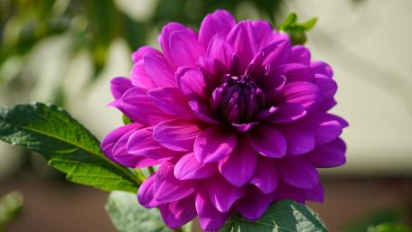 Violet, dahlia wallpaper