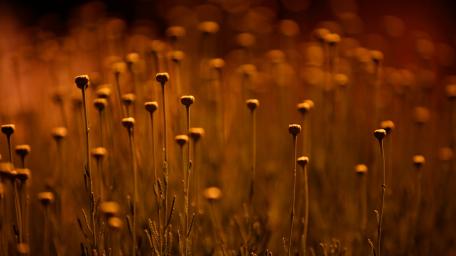 Golden Blossoms in Harmony wallpaper