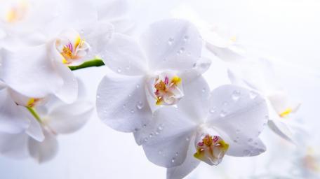 Elegant White Orchids for Tranquil Spaces wallpaper