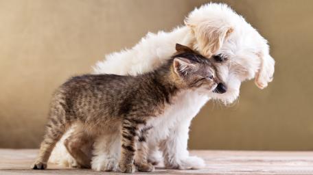 Adorable Companionship of Puppy and Kitten wallpaper