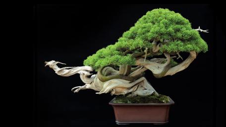 Serene Bonsai Tree Elegance wallpaper