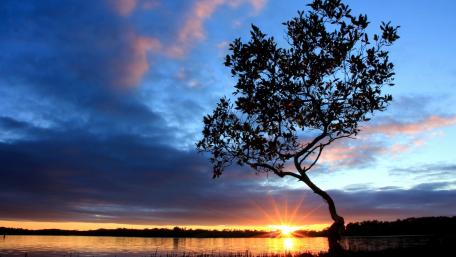 Serene Sunset Over a Solitary Tree wallpaper