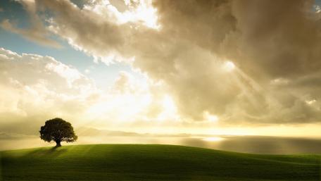 Solitary Tree Beneath Dramatic Clouds wallpaper