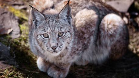 Majestic Eurasian Lynx in Nature wallpaper
