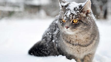 Charming Cat Enjoying a Winter Wonderland wallpaper