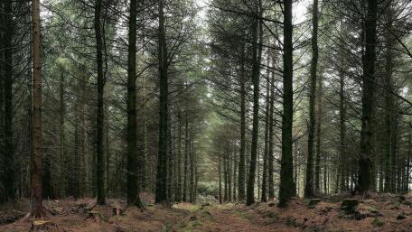 Serene Journey through a Tranquil Fir Forest wallpaper