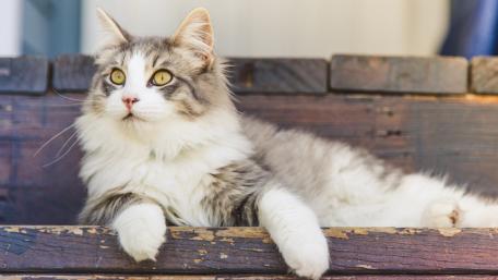 Majestic Cat Relaxing on a Wooden Surface wallpaper