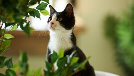 Elegant Cat Amidst Greenery for Your Space wallpaper