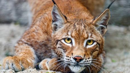 Majestic Eurasian Lynx in the Wilderness wallpaper