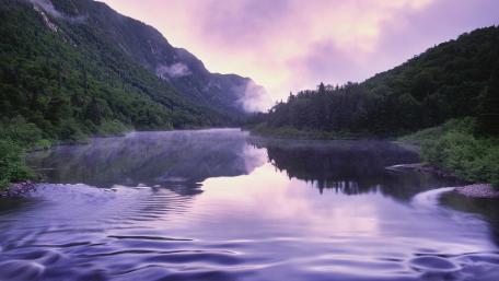 Stunning Purple Reflections in Nature's Embrace wallpaper