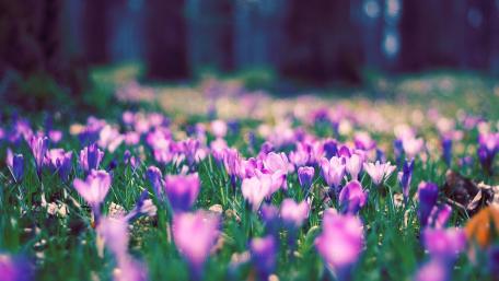 Crocus carpet wallpaper