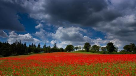 Vibrant Poppy Field Under Dramatic Sky wallpaper