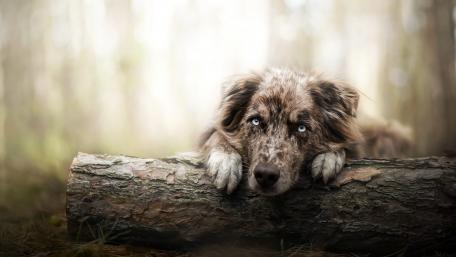 Charming Australian Shepherd in a Serene Forest Setting wallpaper
