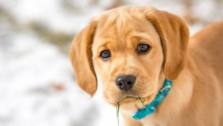 Retriever puppy wallpaper