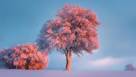 Winter's Frosty Embrace wallpaper