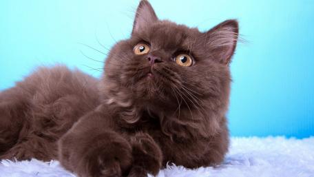 Fluffy Persian Cat on Blue Background wallpaper